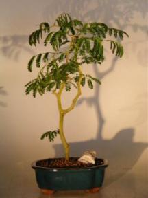 Flowering Brazilian Raintree Bonsai Tree <br><i>(pithecellobium tortum)</i>