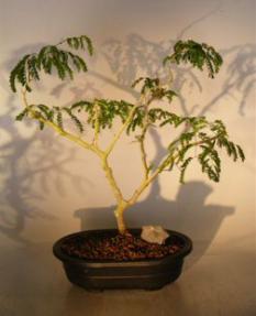 Flowering Brazilian Raintree Bonsai Tree <br><i>(pithecellobium tortum)</i>