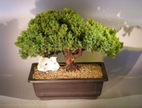 Juniper Bonsai Tree<br><i>(juniper procumbens nana)</i>