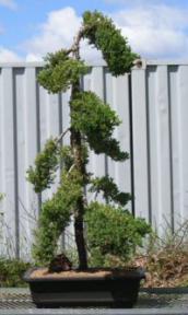 Juniper Bonsai Tree<br><i>(juniper procumbens nana)</i>