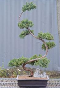 Juniper Bonsai Tree<br><i>(juniper procumbens nana)</i>