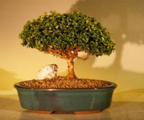 Japanese Kingsville Boxwood Bonsai Tree<br><i>(buxus microphylla compacta)</i>