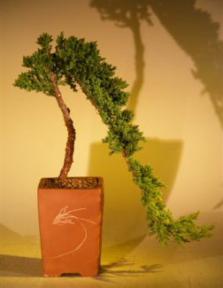 Juniper Cascade Bonsai Tree<br><i>(juniper procumbens nana)</i>