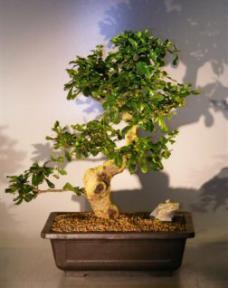 Flowering Fukien Tea  Bonsai Tree <br><i>(ehretia microphylla)</i>