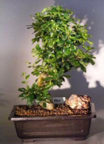 Flowering Fukien Tea  Bonsai Tree <br><i>(ehretia microphylla)</i>