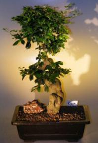 Flowering Fukien Tea  Bonsai Tree <br><i>(ehretia microphylla)</i>