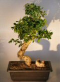 Flowering Fukien Tea  Bonsai Tree <br><i>(ehretia microphylla)</i>