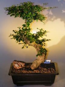 Flowering Fukien Tea  Bonsai Tree <br><i>(ehretia microphylla)</i>