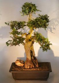 Chinese Elm Bonsai Tree-Extra Large<br><i>(Ulmus Parvifolia)</i>