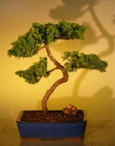 Juniper Bonsai Tree<br><i>(juniper procumbens nana)</i>