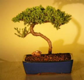 Juniper Bonsai Tree<br><i>(juniper procumbens nana)</i>