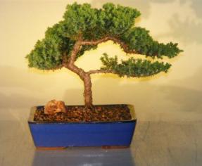 Juniper Bonsai Tree<br><i>(juniper procumbens nana)</i>