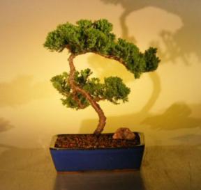 Juniper Bonsai Tree<br><i>(juniper procumbens nana)</i>