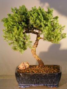 Juniper Bonsai Tree<br><i>(juniper procumbens nana)</i>