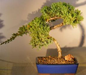 Juniper Bonsai Tree<br><i>(juniper procumbens nana)</i>