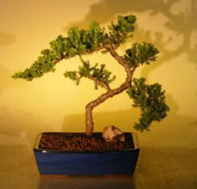 Juniper Bonsai Tree<br><i>(juniper procumbens nana)</i>