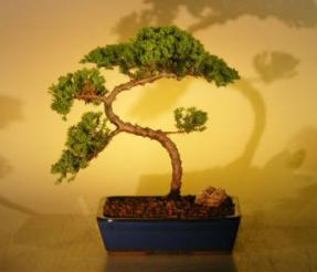 Juniper Bonsai Tree<br><i>(juniper procumbens nana)</i>