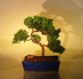 Juniper Bonsai Tree<br><i>(juniper procumbens nana)</i>