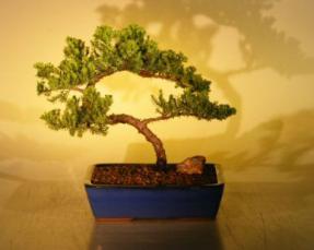 Juniper Bonsai Tree<br><i>(juniper procumbens nana)</i>