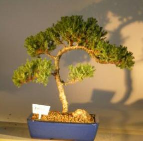 Juniper Bonsai Tree<br><i>(juniper procumbens nana)</i>