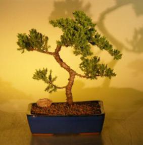 Juniper Bonsai Tree<br><i>(juniper procumbens nana)</i>