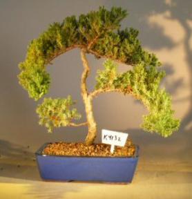 Juniper Bonsai Tree<br><i>(juniper procumbens nana)</i>