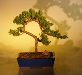 Juniper Bonsai Tree<br><i>(juniper procumbens nana)</i>