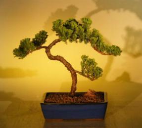 Juniper Bonsai Tree<br><i>(juniper procumbens nana)</i>