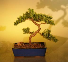 Juniper Bonsai Tree<br><i>(juniper procumbens nana)</i>