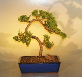 Juniper Bonsai Tree<br><i>(juniper procumbens nana)</i>