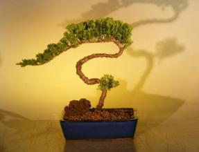 Juniper Bonsai Tree<br><i>(juniper procumbens nana)</i>