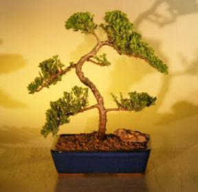 Juniper Bonsai Tree<br><i>(juniper procumbens nana)</i>