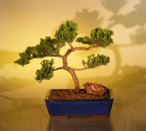 Juniper Bonsai Tree<br><i>(juniper procumbens nana)</i>