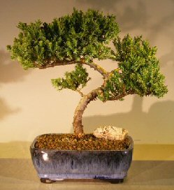 Juniper Bonsai Tree - Trained <br><i></i>(juniper procumbens nana) 