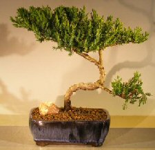 Juniper Bonsai Tree - Trained <br><i></i>(juniper procumbens nana)