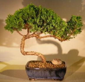 Juniper Bonsai Tree<br><i>(juniper procumbens nana)</i>