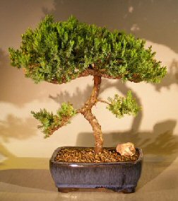 Juniper Bonsai Tree<br><i>(juniper procumbens nana)</i>