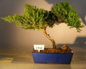 Juniper Bonsai Tree<br><i>(juniper procumbens nana)</i>