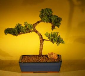 Juniper Bonsai Tree<br><i>(juniper procumbens nana)</i>