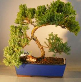 Juniper Bonsai Tree<br><i>(juniper procumbens nana)</i>