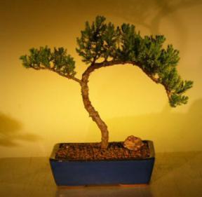 Juniper Bonsai Tree<br><i>(juniper procumbens nana)</i>