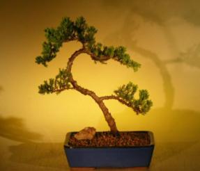 Juniper Bonsai Tree<br><i>(juniper procumbens nana)</i>