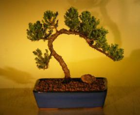 Juniper Bonsai Tree<br><i>(juniper procumbens nana)</i>