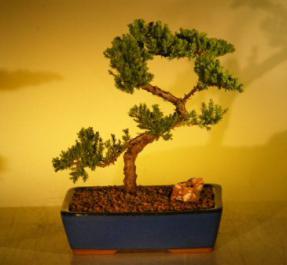 Juniper Bonsai Tree<br><i>(juniper procumbens nana)</i>