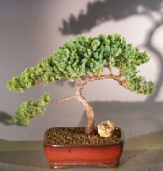 Juniper Bonsai Tree<br><i>(juniper procumbens nana)</i>