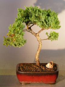 Juniper Bonsai Tree<br><i>(juniper procumbens nana)</i>