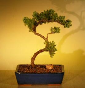 Juniper Bonsai Tree<br><i>(juniper procumbens nana)</i>