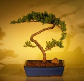 Juniper Bonsai Tree<br><i>(juniper procumbens nana)</i>