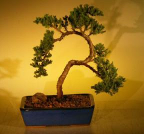 Juniper Bonsai Tree<br><i>(juniper procumbens nana)</i>