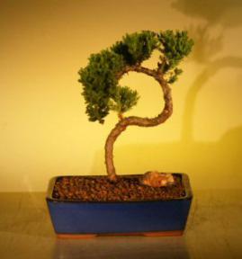 Juniper Bonsai Tree<br><i>(juniper procumbens nana)</i>